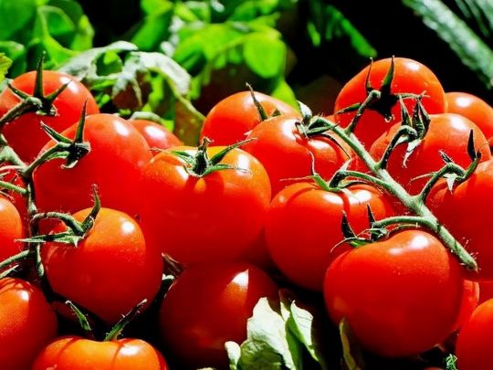 Підгодовуємо томати без хімії: чотири простих народних способи