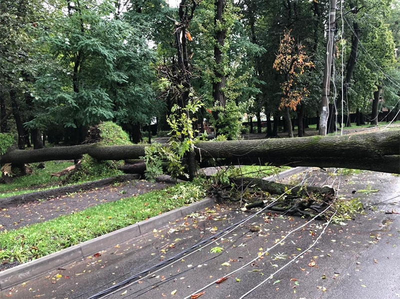 Удар негоди по Прикарпаттю: повалено дерева, підтоплено житло та дороги