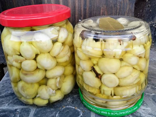 «Мариновані печериці»: підготуйте смакоту для святкового столу взимку