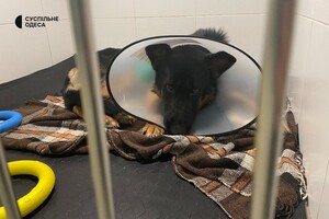 В Одессе лечат овчарку, раненную во время обстрела Херсонской области