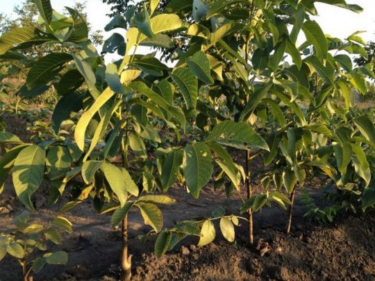 Сміливо робіть це до середини листопада: як правильно посадити горіх, щоб отримувати рекордний урожай