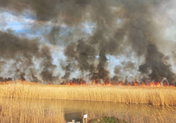 Из-за поджогов, окурков и сжигания мусора: за сутки в Одесской области 15 раз горела сухая растительность