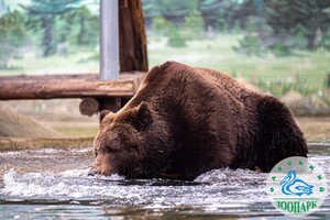 В Одесском зоопарке после зимы проснулись медведи