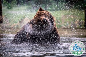В Одесском зоопарке после зимы проснулись медведи