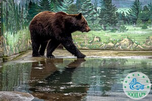 В Одесском зоопарке после зимы проснулись медведи