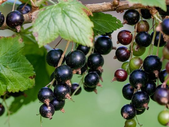 Огороднику на замітку: коли потрібно починати підгодовувати смородину та як це правильно робити