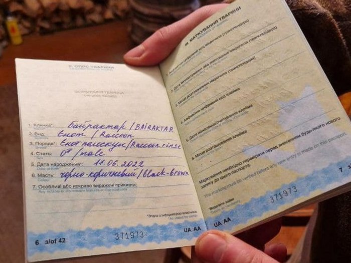 Під час обстрілів спрацьовує інстинкт самозбереження: на позиції із українськими бійцями живе єнот