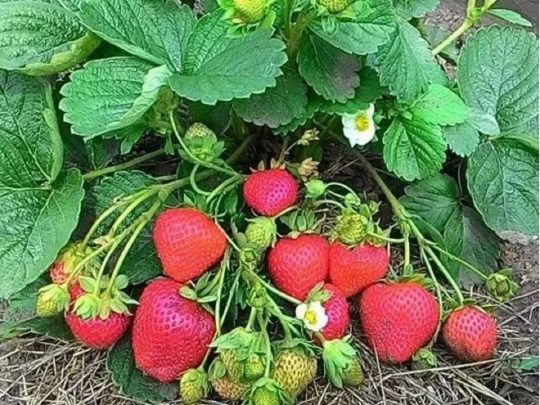 Підживіть цим полуницю лише один раз навесні — і збирайте урожай весь сезон