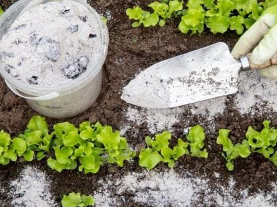 Троянди люблять бананові шкірки: найкращі натуральні добрива для саду