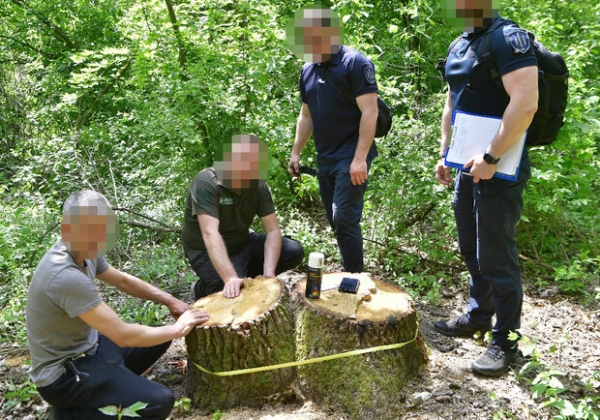 Скандал с вырубкой деревьев в нацпарке Одесской области: в "Лесах Украины" считают, что все законно