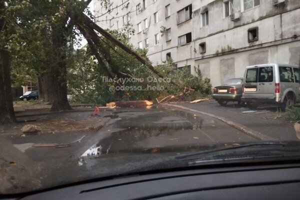 Непогода: сильный ветер в Одессе повалил 19 деревьев и больших веток (фото)