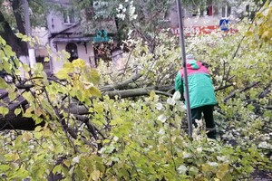 Непогода: сильный ветер в Одессе повалил 19 деревьев и больших веток (фото)