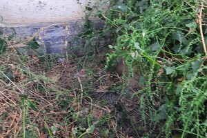 В Одесской области ферма сливала отходы в Хаджибейский лиман  