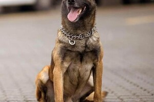 Собака, погибшая из-за вражеской атаки на паромную переправу в Одесской области, получила награду посмертно