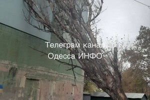 Непогода: сильный ветер в Одессе повалил 19 деревьев и больших веток (фото)