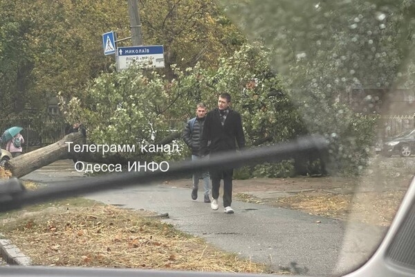 Непогода: сильный ветер в Одессе повалил 19 деревьев и больших веток (фото)
