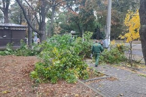 Непогода: сильный ветер в Одессе повалил 19 деревьев и больших веток (фото)