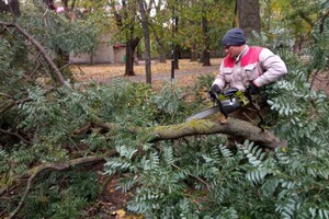 Непогода: сильный ветер в Одессе повалил 19 деревьев и больших веток (фото)