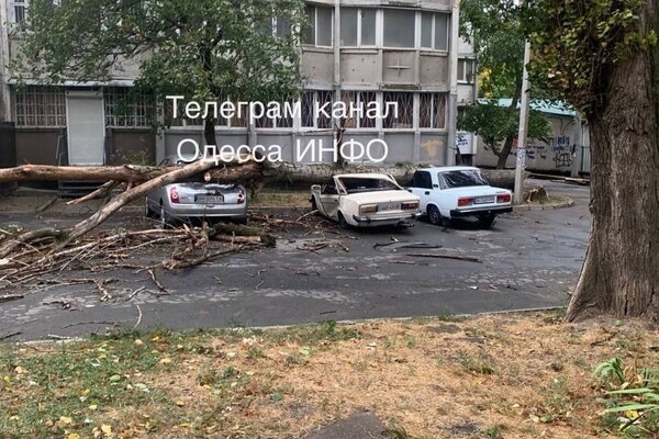 Непогода: сильный ветер в Одессе повалил 19 деревьев и больших веток (фото)