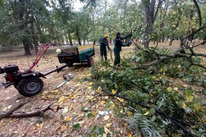 Непогода: сильный ветер в Одессе повалил 19 деревьев и больших веток (фото)