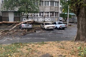 Непогода: сильный ветер в Одессе повалил 19 деревьев и больших веток (фото)