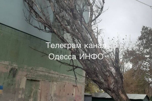 Непогода: сильный ветер в Одессе повалил 19 деревьев и больших веток (фото)