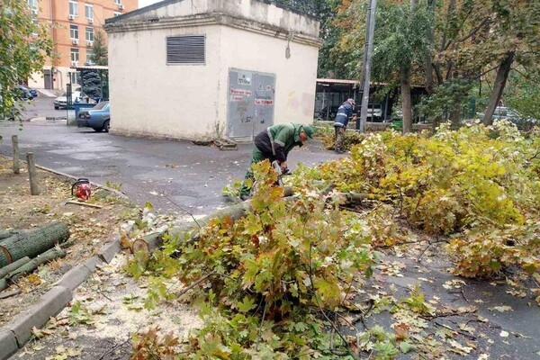 Непогода: сильный ветер в Одессе повалил 19 деревьев и больших веток (фото)