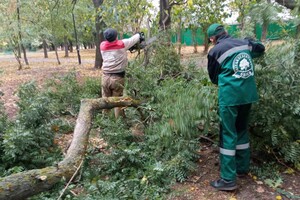 Непогода: сильный ветер в Одессе повалил 19 деревьев и больших веток (фото)