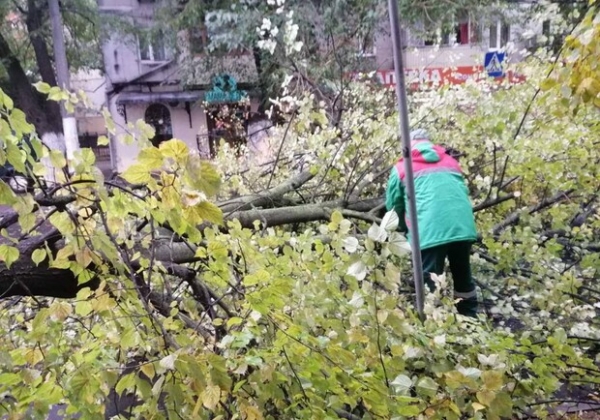 Непогода: сильный ветер в Одессе повалил 19 деревьев и больших веток (фото)