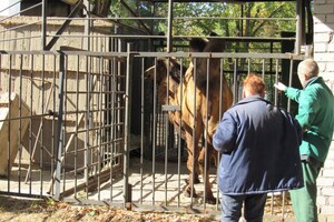 К невесте: в Одессу из Николаева привезли верблюда