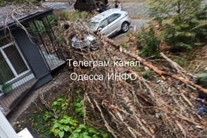 Непогода: сильный ветер в Одессе повалил 19 деревьев и больших веток (фото)