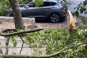 Непогода: сильный ветер в Одессе повалил 19 деревьев и больших веток (фото)