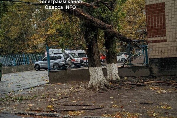 Непогода: сильный ветер в Одессе повалил 19 деревьев и больших веток (фото)