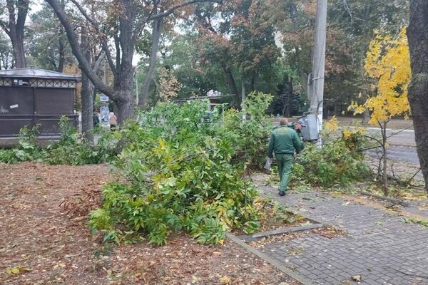 Непогода: сильный ветер в Одессе повалил 19 деревьев и больших веток (фото)