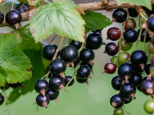 Підживлення чорної смородини у листопаді: зробіть його обов’язково, щоб рослина добре перезимувала