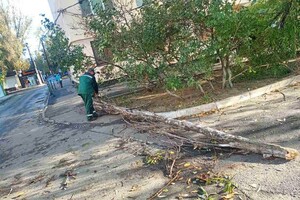 Деревопад и обесточенные населенные пункты: к каким последствиям привела непогода в Одесской области
