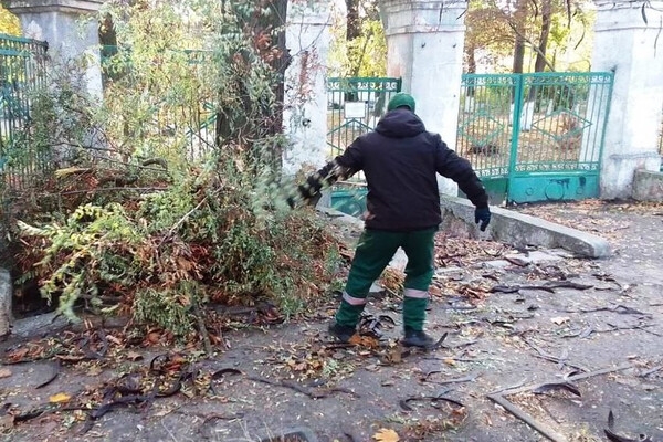 Ветер в Одессе повалил 71 дерево в Одессе