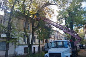 Ветер в Одессе повалил 71 дерево в Одессе