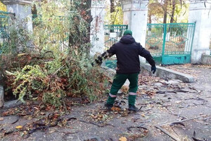 Ветер в Одессе повалил 71 дерево в Одессе