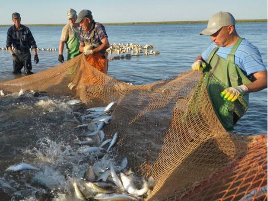 Кримська рибна криза: окупанти розікрали кошти, які виділили на відновлення галузі