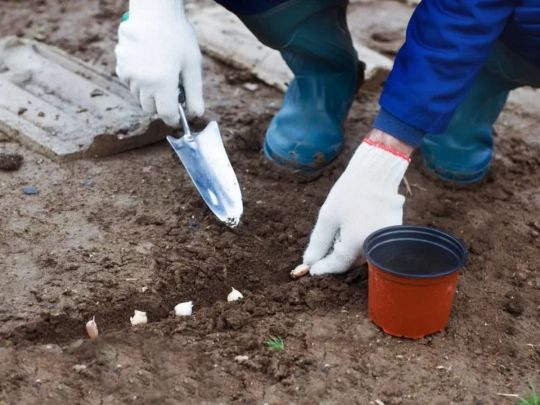 Садимо під зиму: які культури пристосовані для підзимних посівів