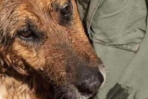 В Одессе ищут семью для овчарки Багиры, фото которой после подрыва Каховской дамбы облетело мир