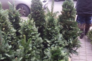 Где и почем сейчас елка в Одессе: актуальные цены и локации