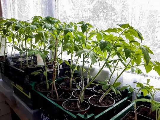 Варто вже готуватись: що сіяти і садити в січні, щоби урожай порадував