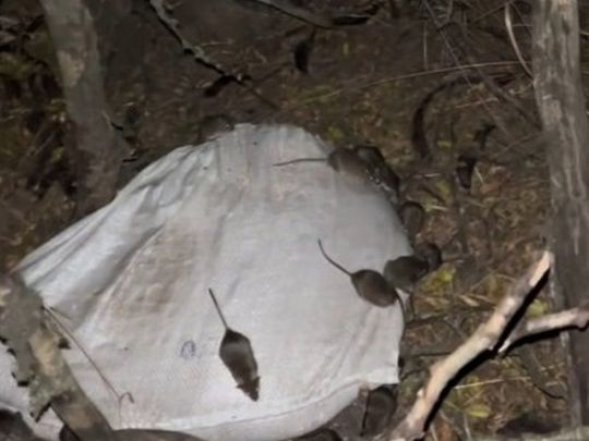 Заповзають та кусають: нашестя мишей і щурів в окопах