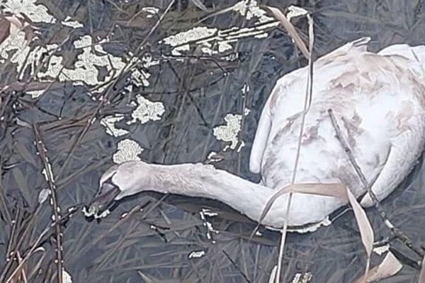 В Одесской области фиксируют загадочные случаи гибели лебедей