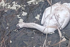 В Одесской области фиксируют загадочные случаи гибели лебедей