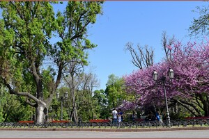 В Одессе цветет Иудино дерево: где полюбоваться