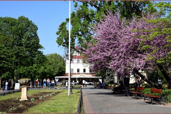 В Одессе цветет Иудино дерево: где полюбоваться