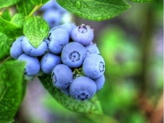 Блогерка хотіла навчити підписників садити лохину, і потрапила в халепу (відео)